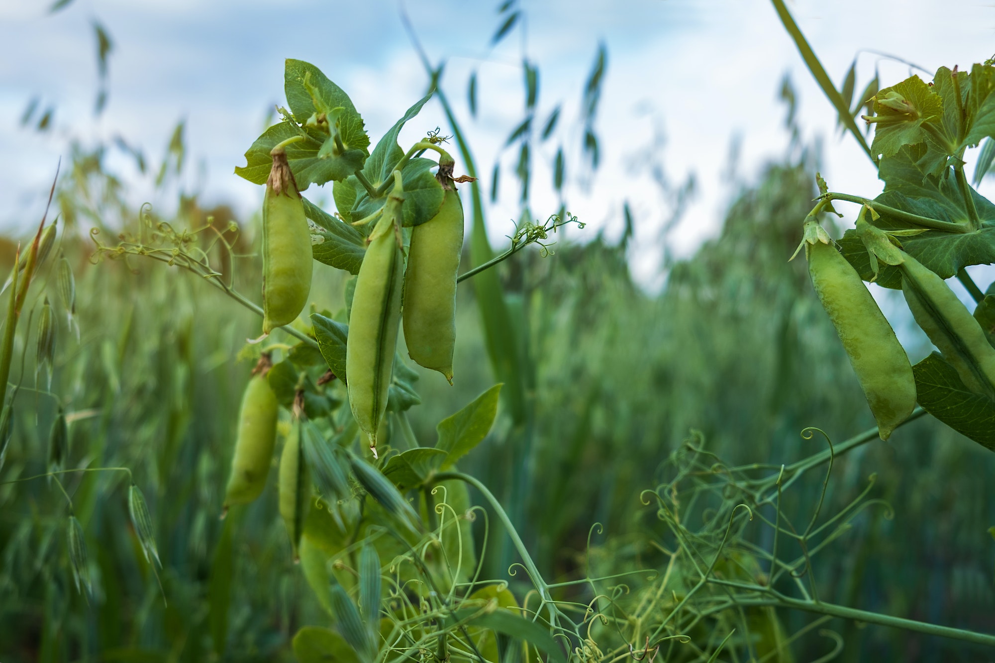 Bunches of green peas in a farmer's field.